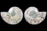 Bargain, Cut & Polished Ammonite Fossil - Mud Filled #73966-1
